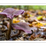 Laccaria amethystina (laccaire améthyste)