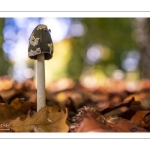 Coprin pie ou Coprin noir et blanc (Coprinopsis picacea)