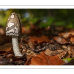 Coprin pie ou Coprin noir et blanc (Coprinopsis picacea)