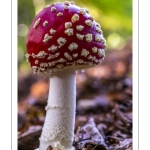 amanite tue-mouche (Amanita muscaria)