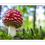 amanite tue-mouche (Amanita muscaria)