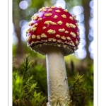 amanite tue-mouche (Amanita muscaria)