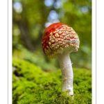 amanite tue-mouche (Amanita muscaria)