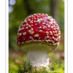 amanite tue-mouche (Amanita muscaria)