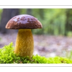 Bolet bai (Imleria badia, autrefois Boletus badius ou Xerocomus badius)