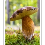 Bolet bai (Imleria badia, autrefois Boletus badius ou Xerocomus badius)