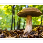 Cèpe de Bordeaux (Boletus edulis)