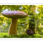 Cèpe de Bordeaux (Boletus edulis)