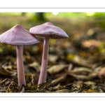 mycène rose (mycena rosea)