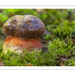 bolet à pied rouge (Neoboletus erythropus)