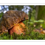 bolet à pied rouge (Neoboletus erythropus)