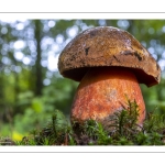 bolet à pied rouge (Neoboletus erythropus)