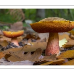 bolet à pied rouge (Neoboletus erythropus)