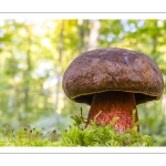 bolet à pied rouge (Neoboletus erythropus)