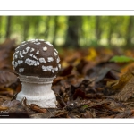 Amanite panthère (Amanita pantherina)