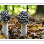 Amanite panthère (Amanita pantherina)