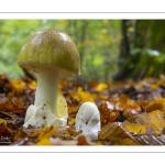 Amanite phalloïde (amanita phalloïdes)