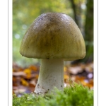 Amanite phalloïde (amanita phalloïdes)