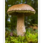 Cèpe de Bordeaux (Boletus edulis)