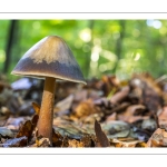 Collybie beurrée (Rhodocollybia butyracea)