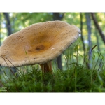 clitocybe orangé  (fausse girolle, hygrophoropsis aurantiaca)