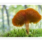 clitocybe orangé  (fausse girolle, hygrophoropsis aurantiaca)