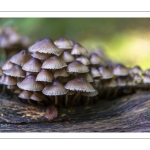 Mycène incliné (mycena inclinata)