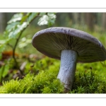 Pied bleu (Lepista nuda, Tricholome nu)