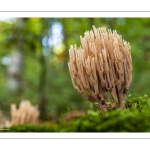 Ramaria stricta (Clavaire dressée)