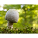 agaric des bois (Agaricus silvicola, Agaricus sylvicola)