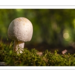 agaric des bois (Agaricus silvicola, Agaricus sylvicola)