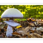 Agaricus silvicola (parfois orthographié A. sylvicola), l'agaric des bois