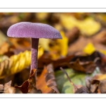 laccaire améthyste (Laccaria amethystina)