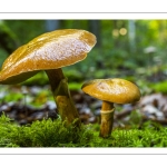 Bolet élégant (Suillus grevillei, Boletus elegans)