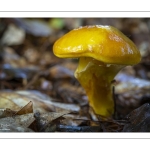 Bolet élégant (Suillus grevillei, Boletus elegans)