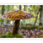 Bolet élégant (Suillus grevillei, Boletus elegans)