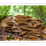 Polypore géant (Meripilus giganteus)