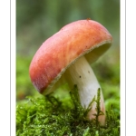 Russule jolie (Russula lepida)