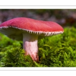 Russule jolie (Russula lepida)