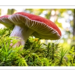 Russule jolie (Russula lepida)