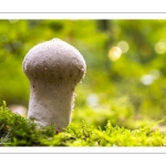 Lycoperdon perlatum, la Vesse-de-loup perlée