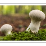 vesse-de-loup perlée (Lycoperdon perlatum)