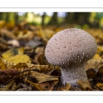 vesse-de-loup perlée (Lycoperdon perlatum)