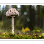 Macrolepiota procera, la lépiote élevée, appelée aussi communément coulemelle