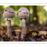 Macrolepiota procera, la lépiote élevée, appelée aussi communément coulemelle