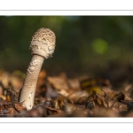 Macrolepiota procera, la lépiote élevée, appelée aussi communément coulemelle