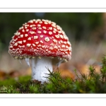 amanite tue-mouche (Amanita muscaria)