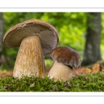 Boletus aestivalis ou B. reticulatus, cèpe d'été