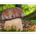 Boletus aestivalis ou B. reticulatus, cèpe d'été