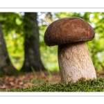 Boletus aestivalis ou B. reticulatus, cèpe d'été